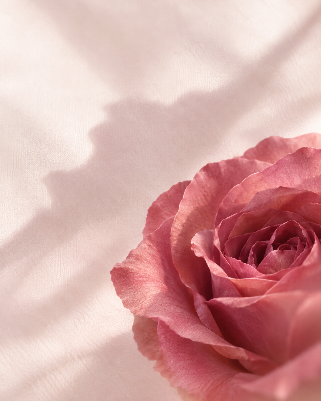 Spice That Rose