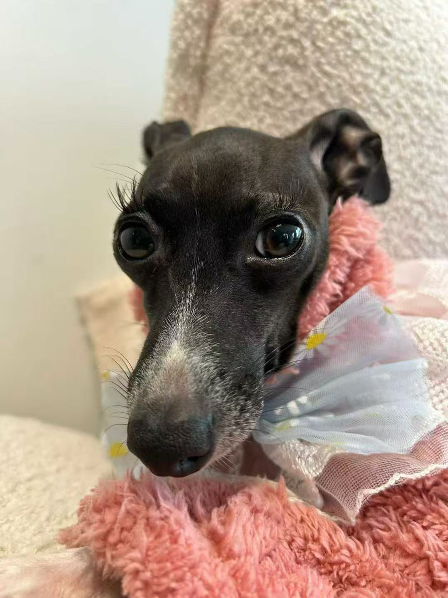Taco