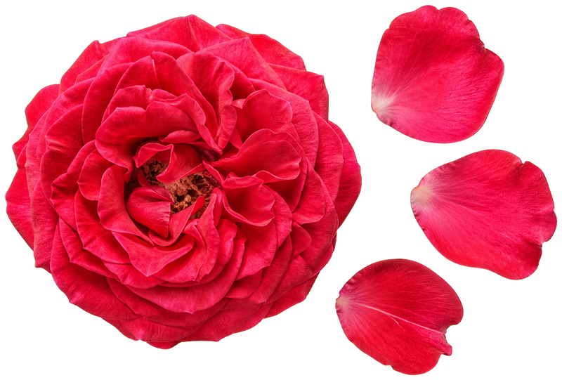 Double-petaled red rose